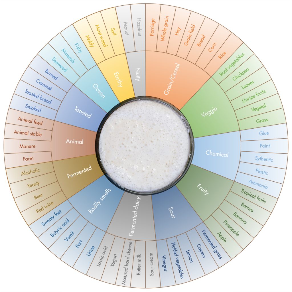 Sourdough starter aroma wheel